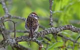 Chipping Sparrow